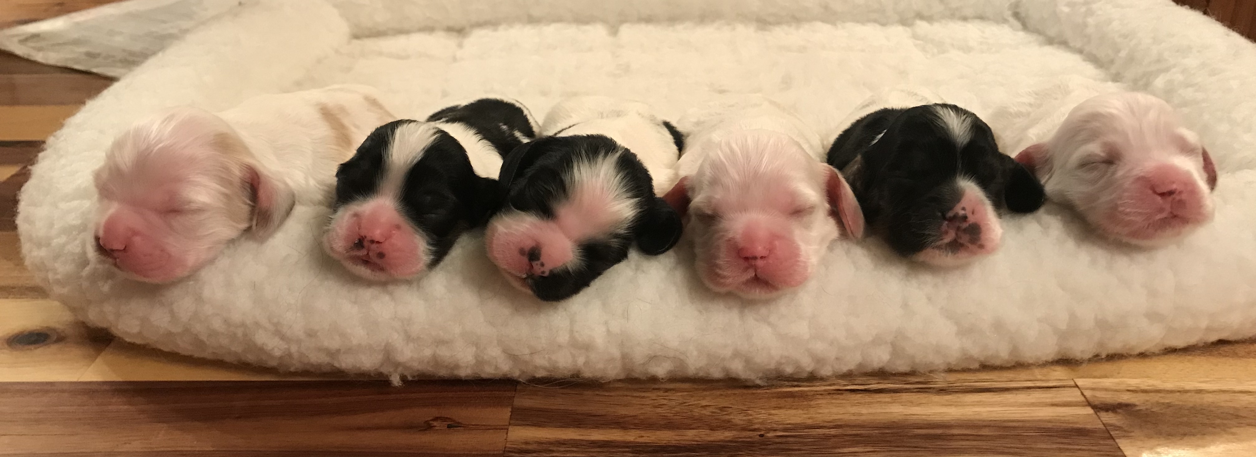 Peris_MaQuin_Puppies_5_boys_1_girl
